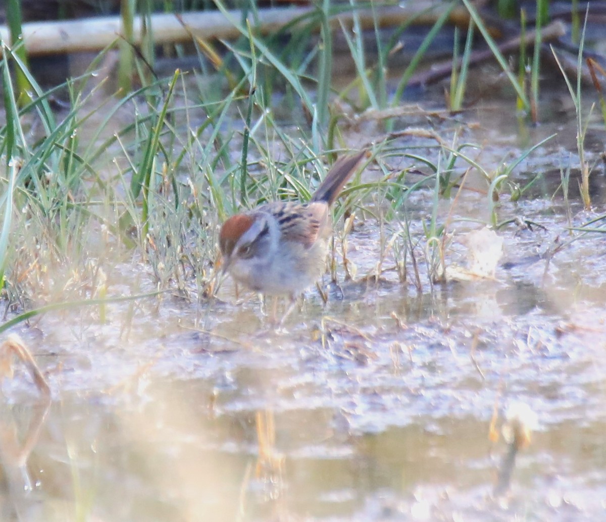 Swamp Sparrow - ML616735195