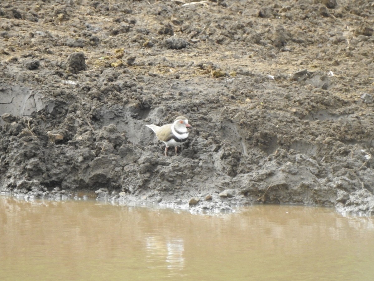 Three-banded Plover - ML616735202