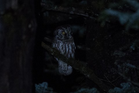 Boreal Owl - ML616735212