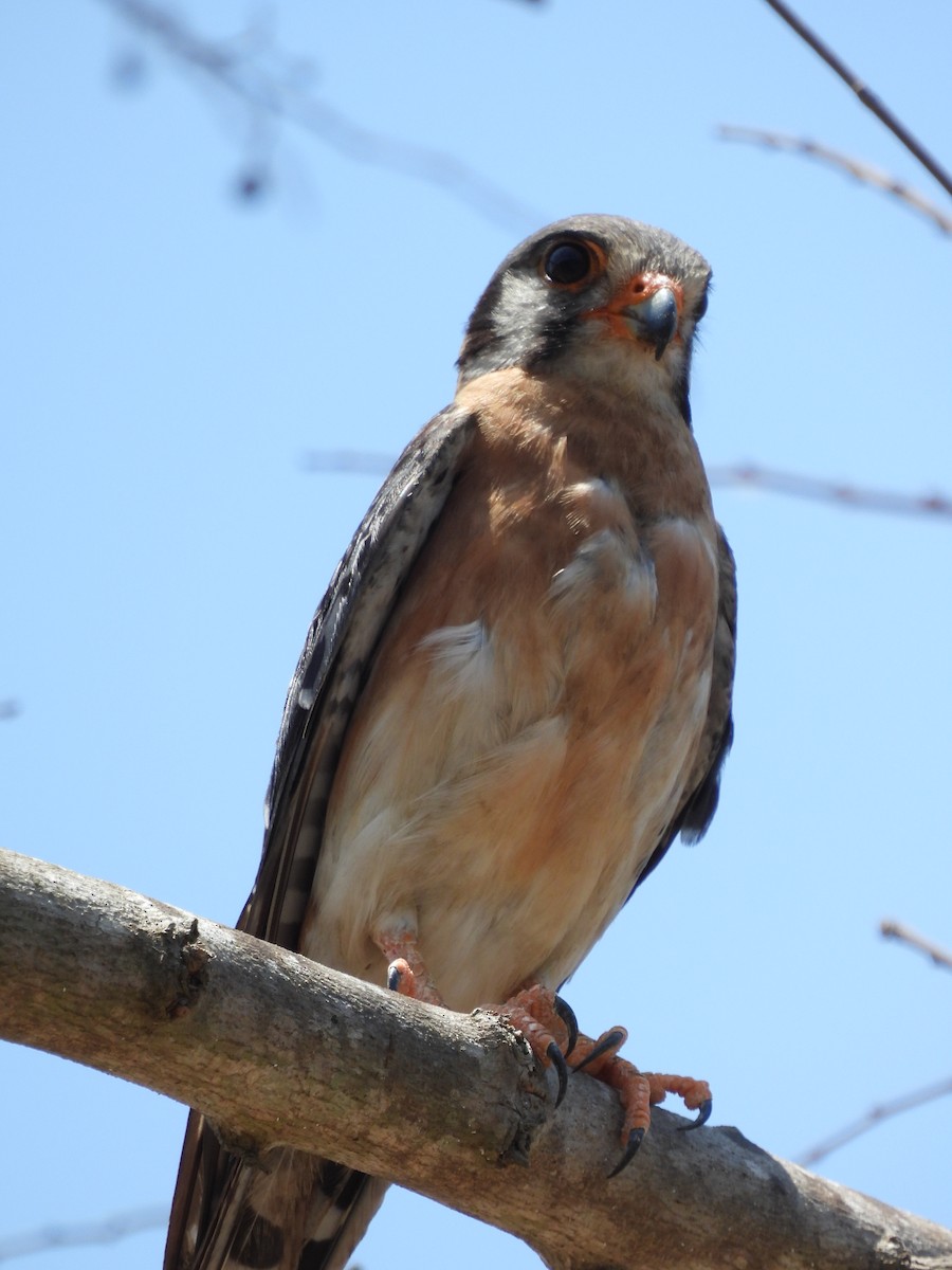 American Kestrel - ML616735227