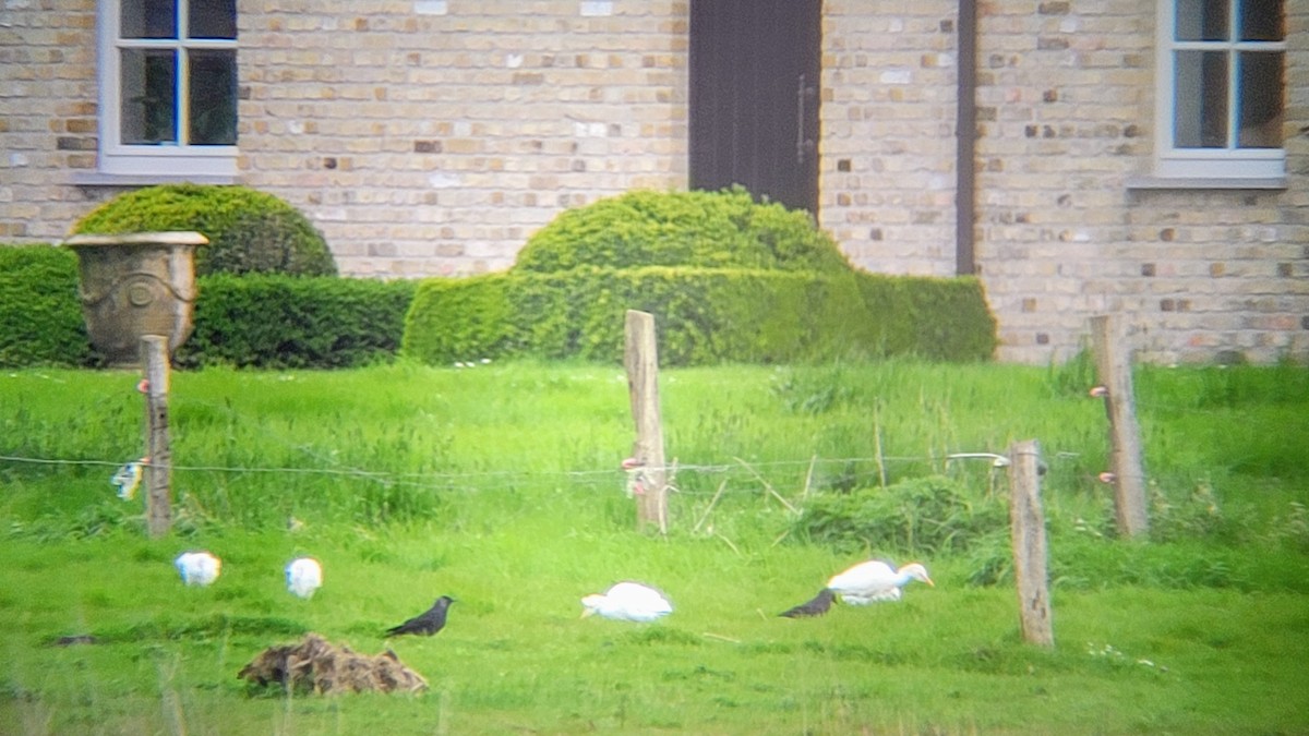 Western Cattle-Egret - ML616735232