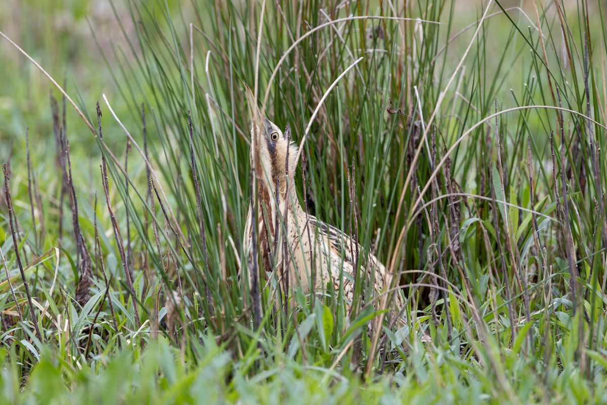 Great Bittern - ML616735251