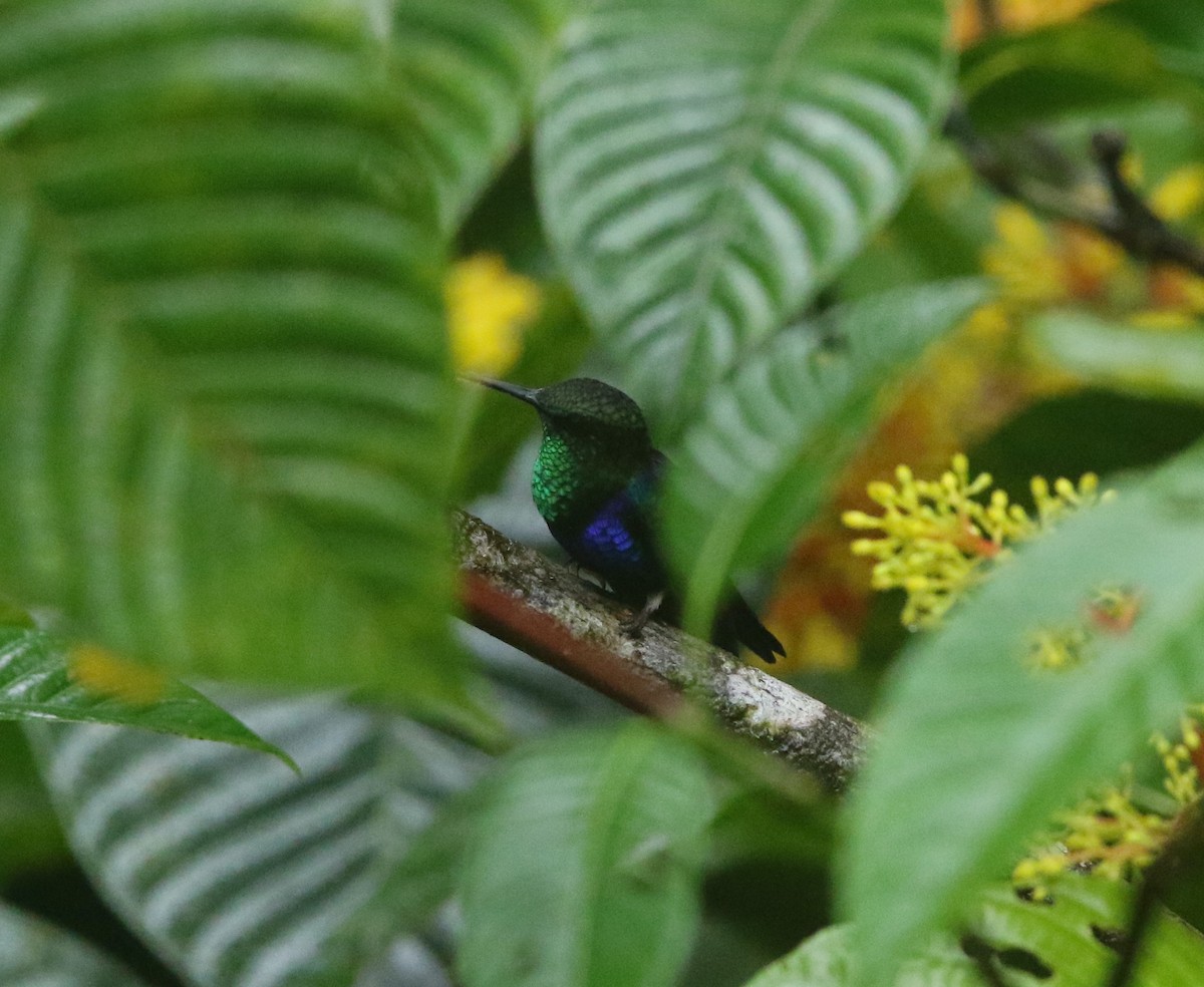 kolibřík nymfový - ML616735268