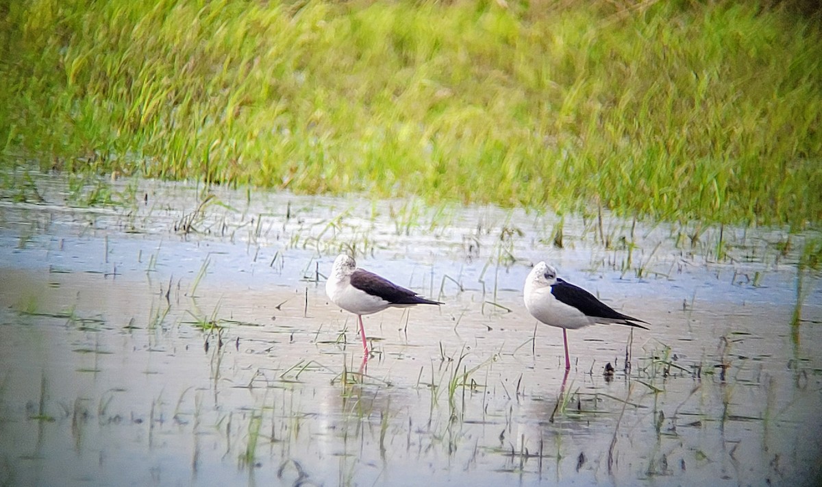 Black-winged Stilt - ML616735299