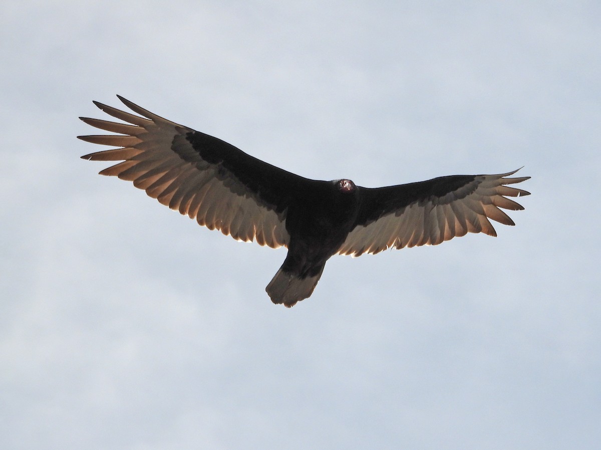 Turkey Vulture - ML616735300