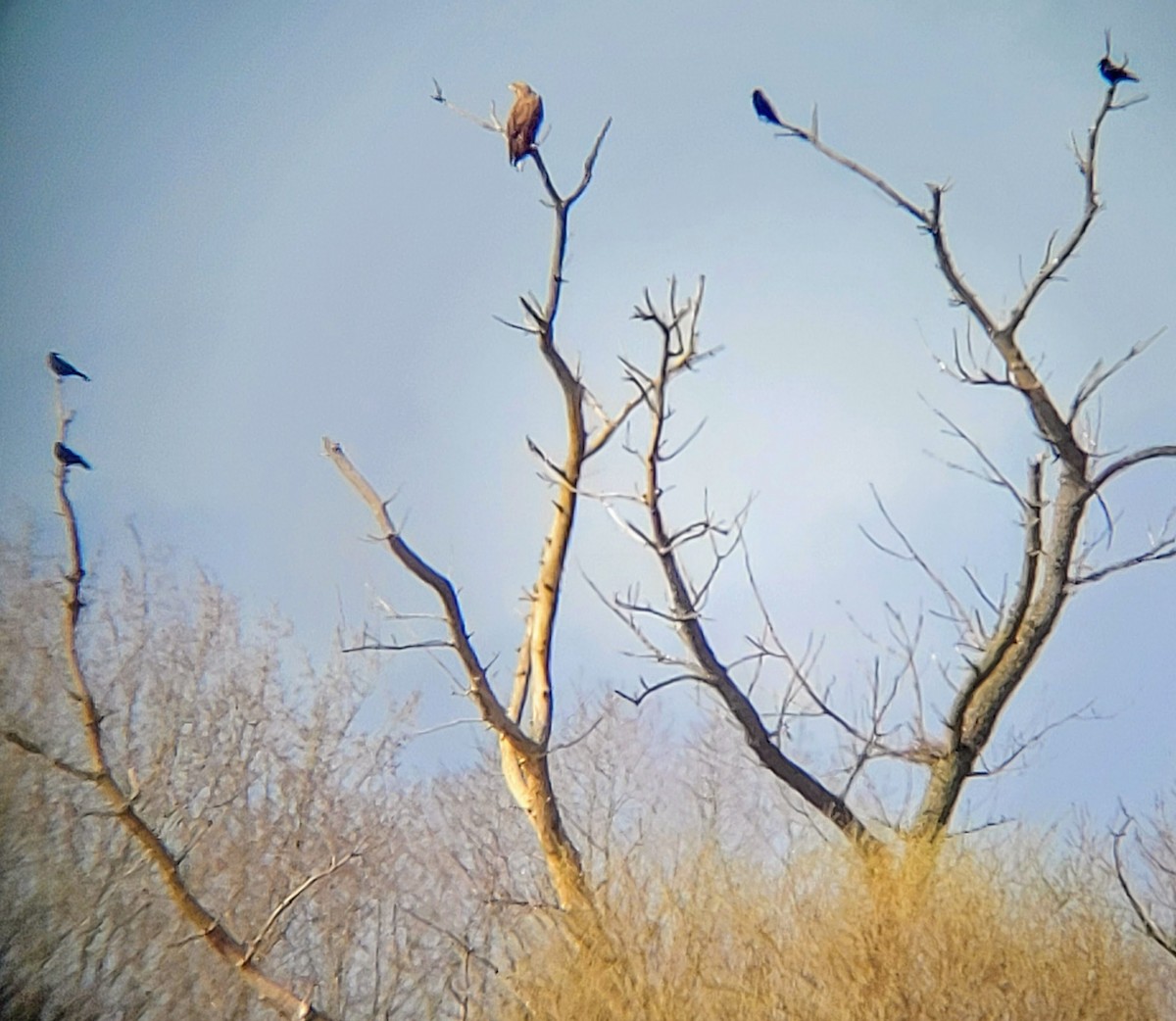 White-tailed Eagle - ML616735359