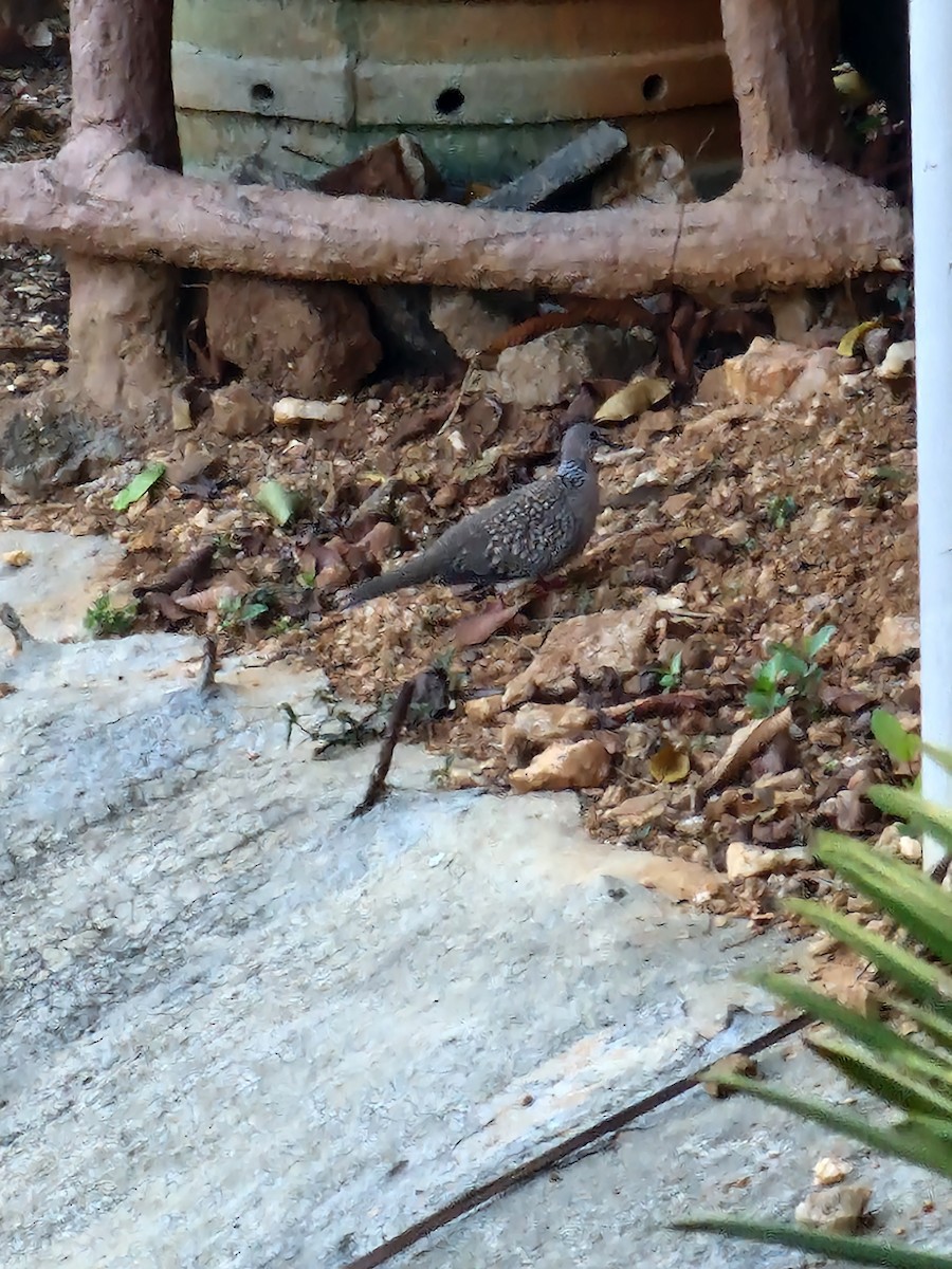 Spotted Dove - ML616735394