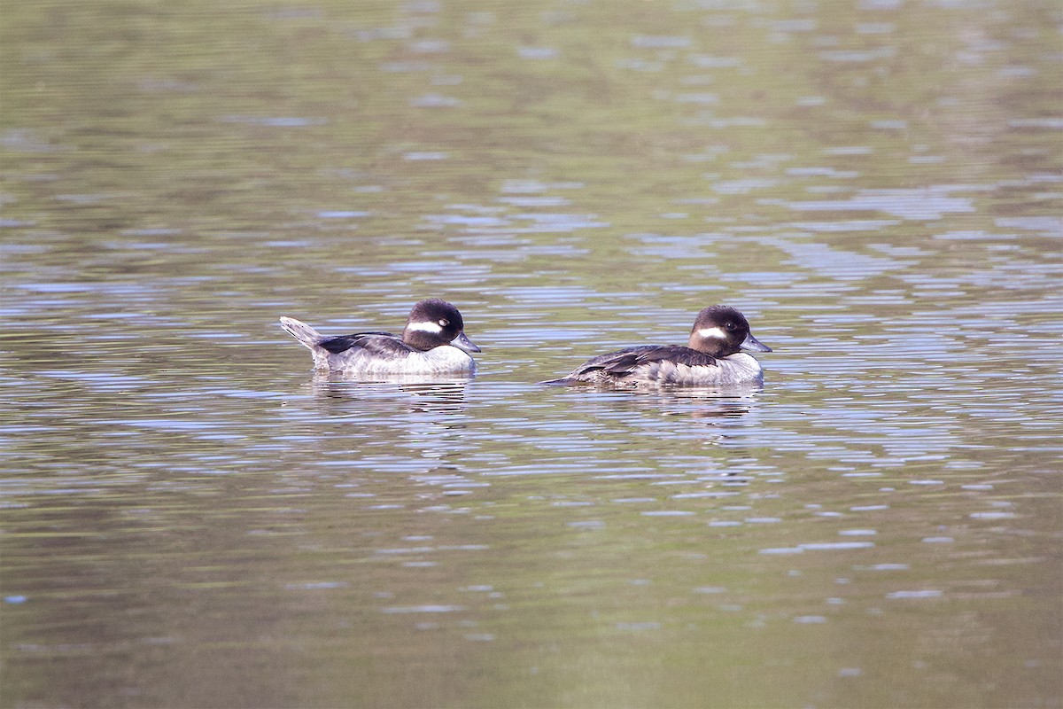 Bufflehead - ML616735406