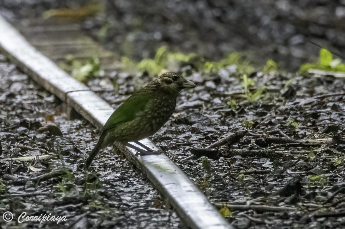 Spotted Catbird - ML616735432