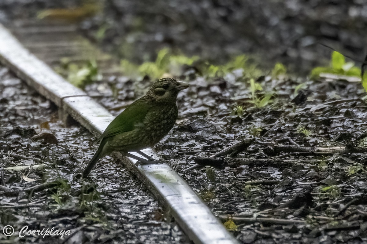 Spotted Catbird - ML616735435