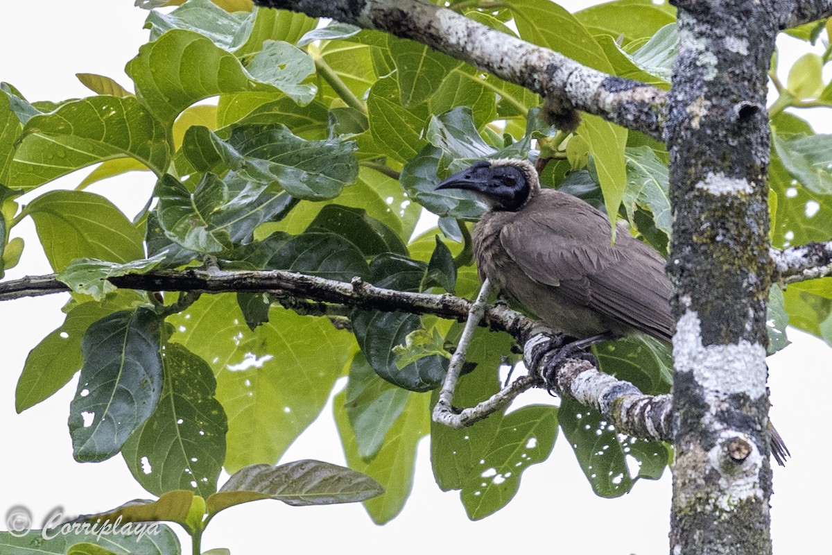 Helmeted Friarbird - Fernando del Valle