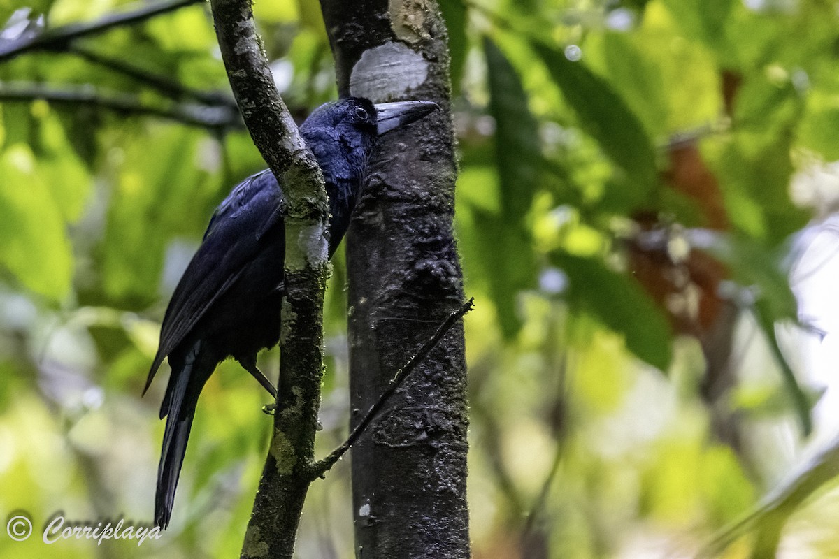 Black Butcherbird - Fernando del Valle