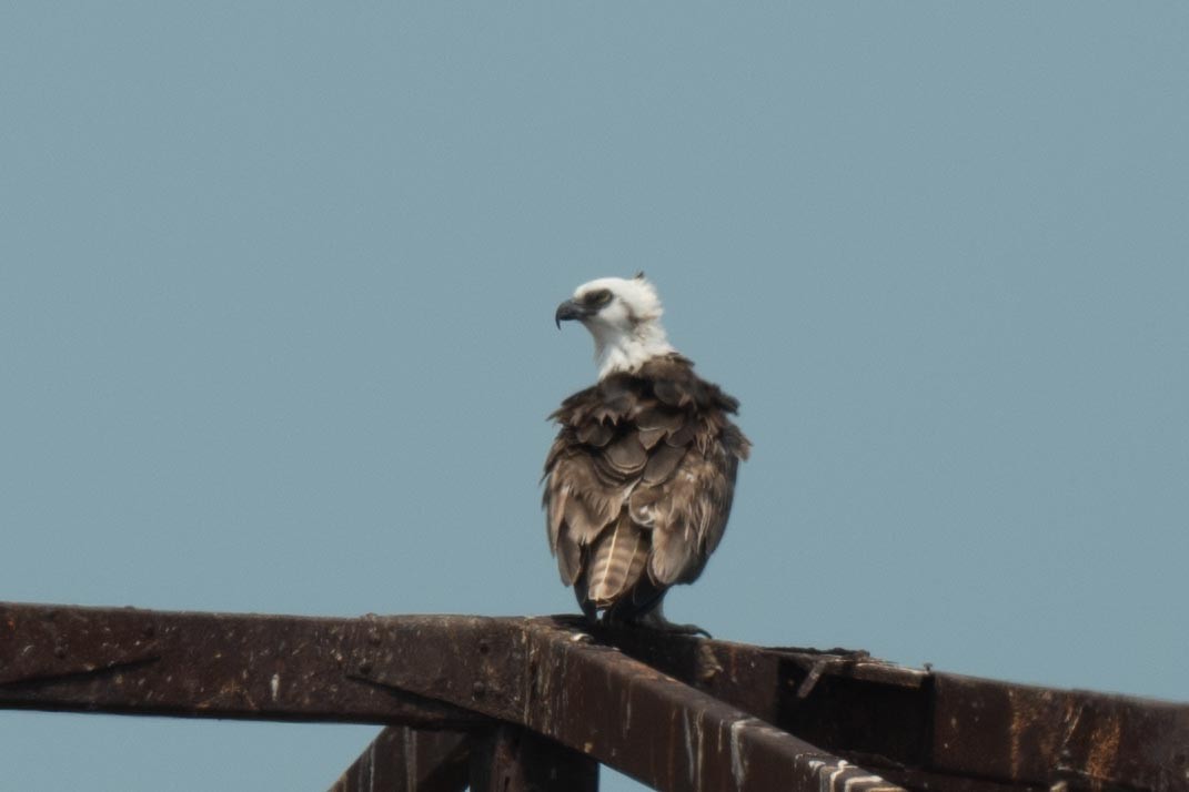 Águila Pescadora (ridgwayi) - ML616735534