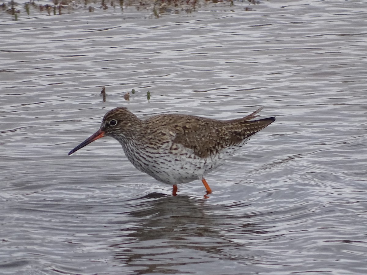 Common Redshank - ML616735573