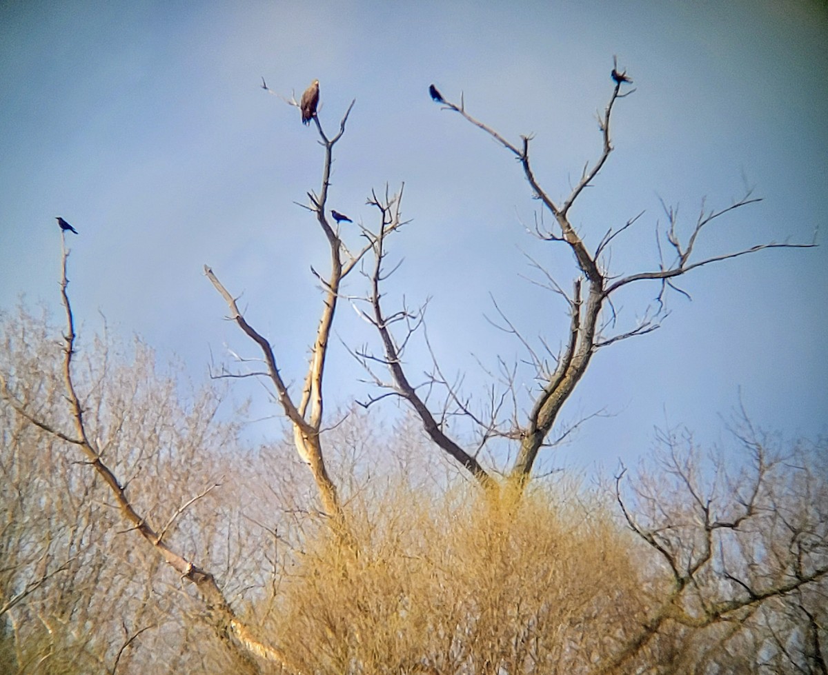 White-tailed Eagle - ML616735613