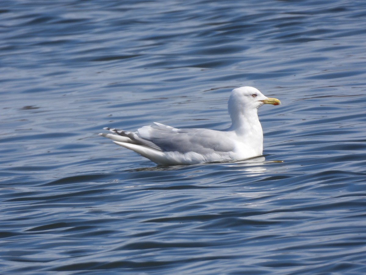 Iceland Gull - ML616735616