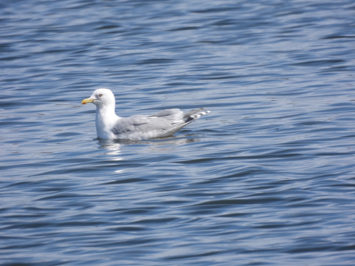 Iceland Gull - ML616735618