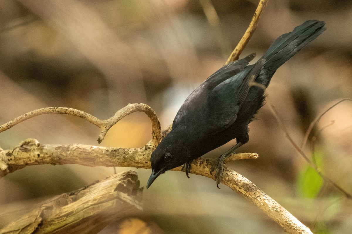 Black Catbird - ML616735619