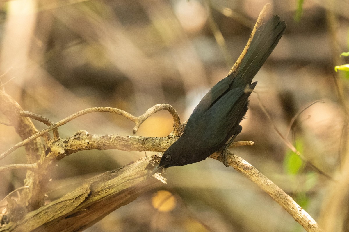 Black Catbird - ML616735620