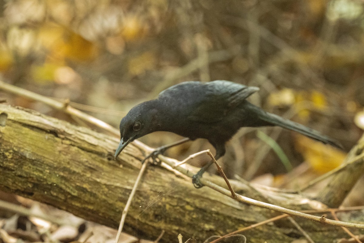 Black Catbird - ML616735622