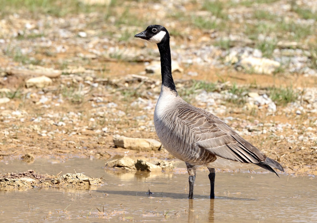 シジュウカラガン（hutchinsii） - ML616735663