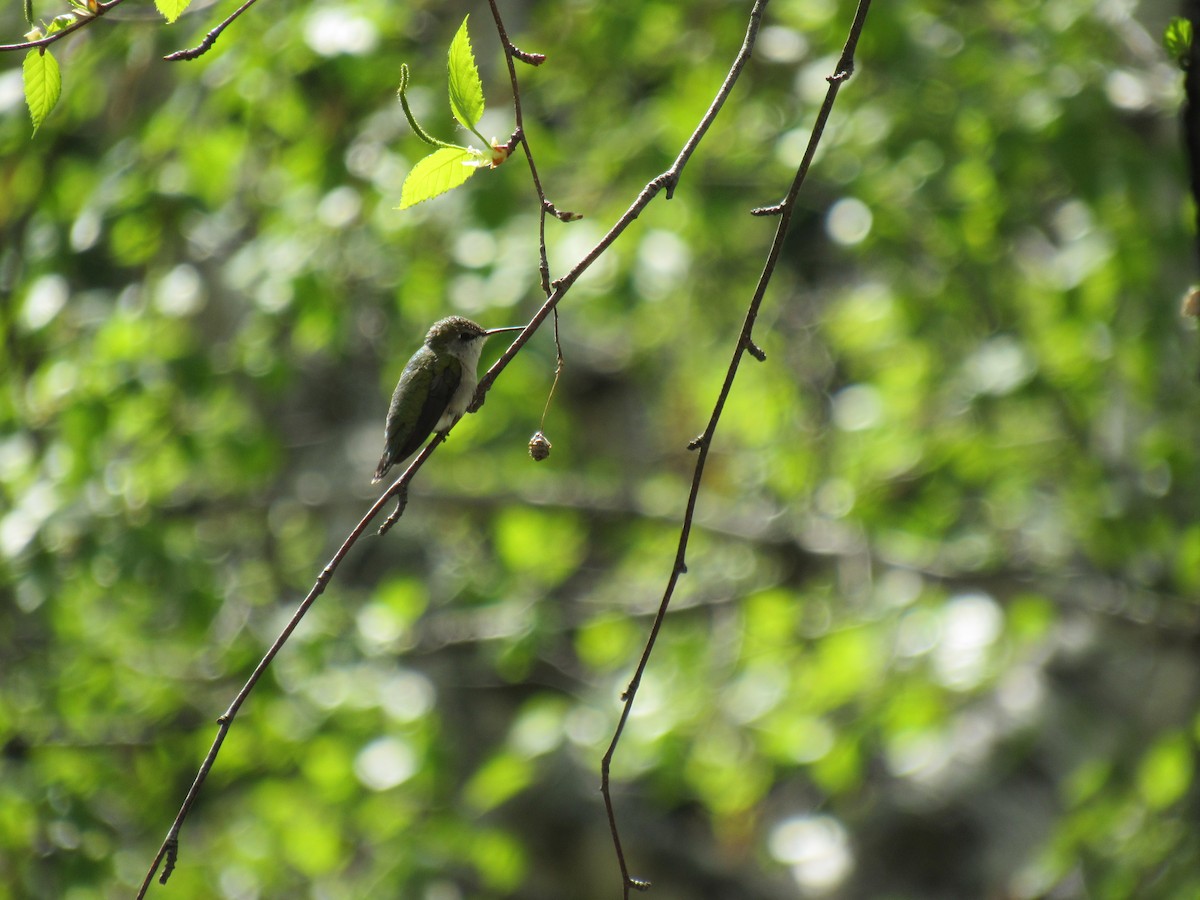 Ruby-throated Hummingbird - ML616735744