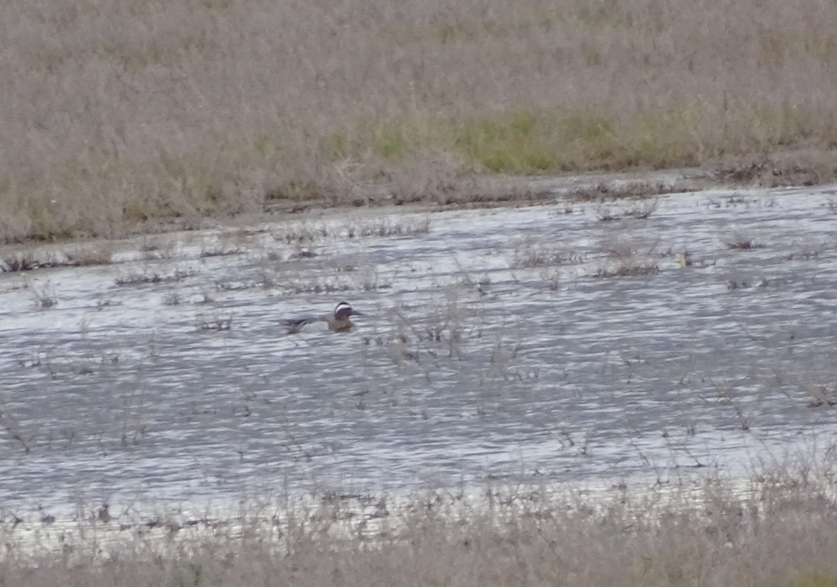 Garganey - ML616735748