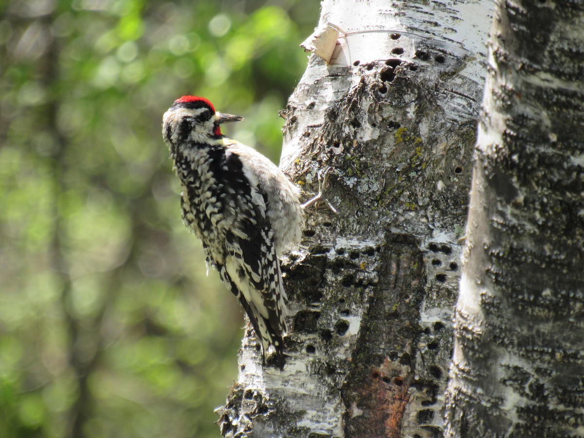 Yellow-bellied Sapsucker - ML616735759