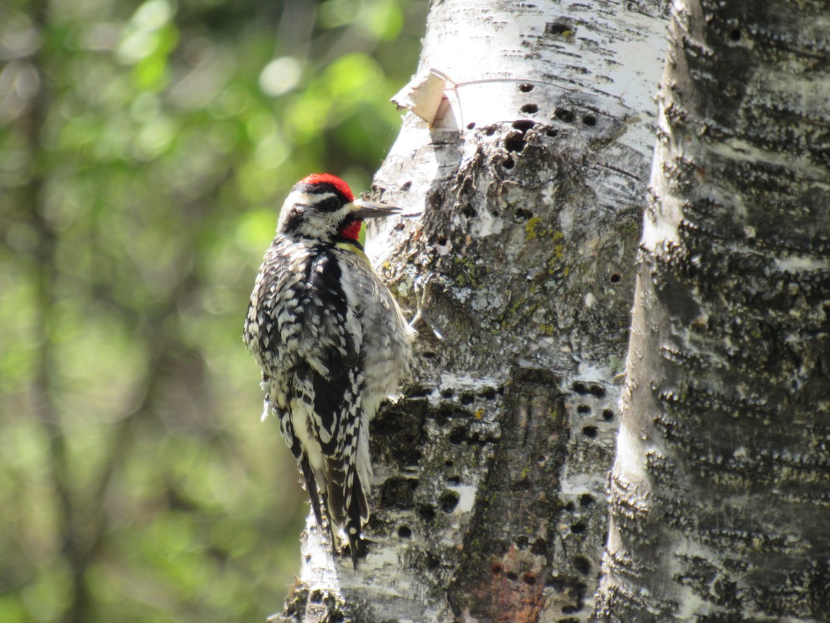 Yellow-bellied Sapsucker - ML616735760