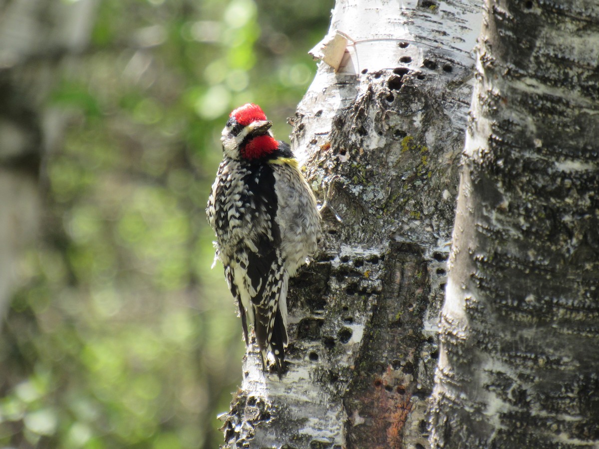 Yellow-bellied Sapsucker - ML616735763