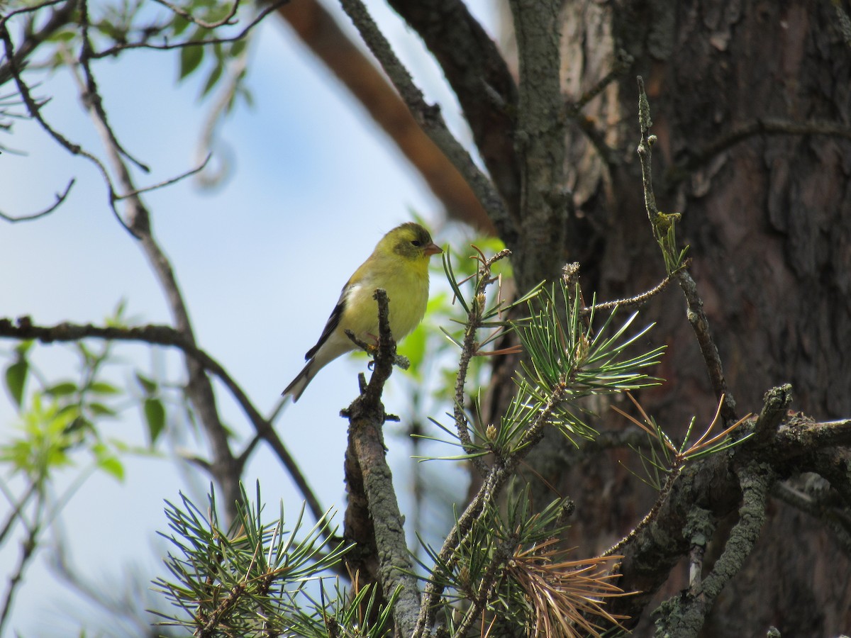 American Goldfinch - ML616735774