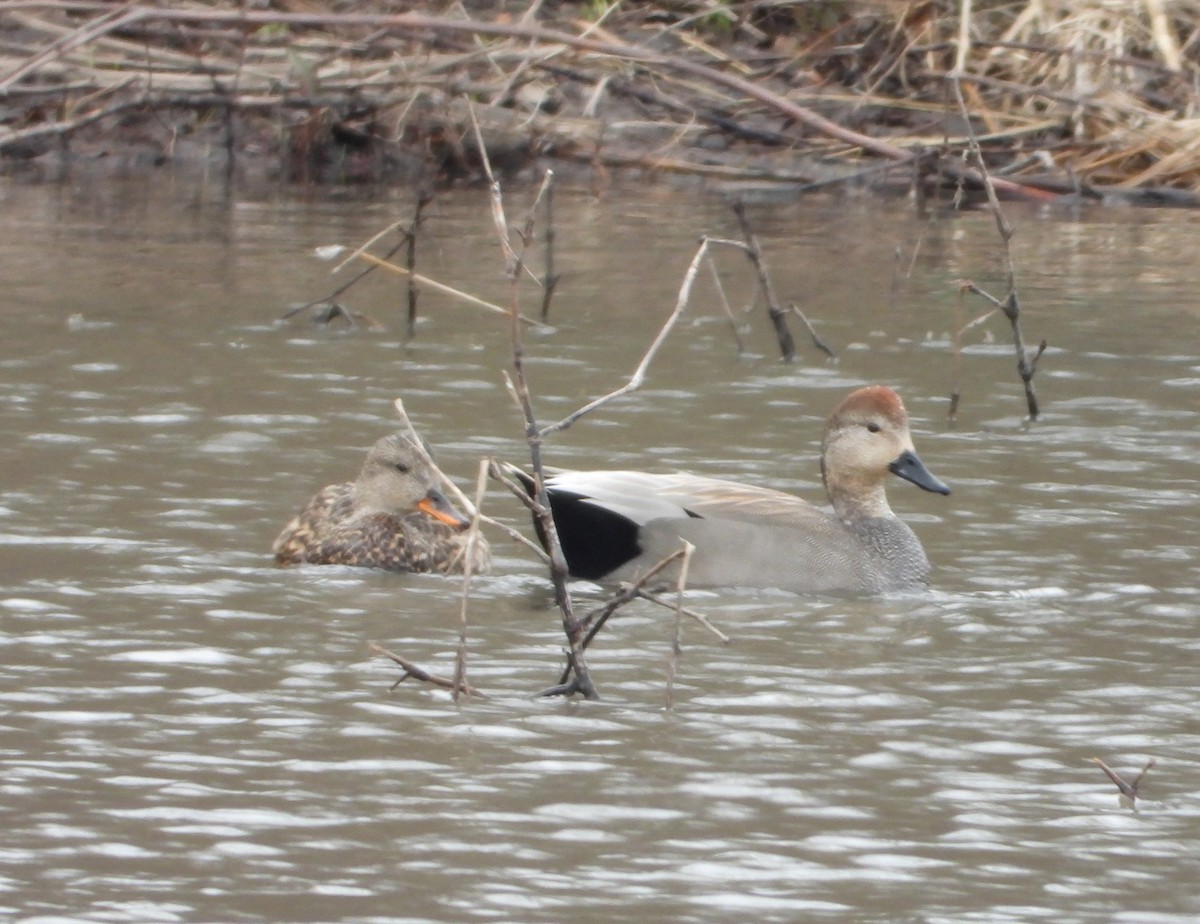 Gadwall - ML616735777