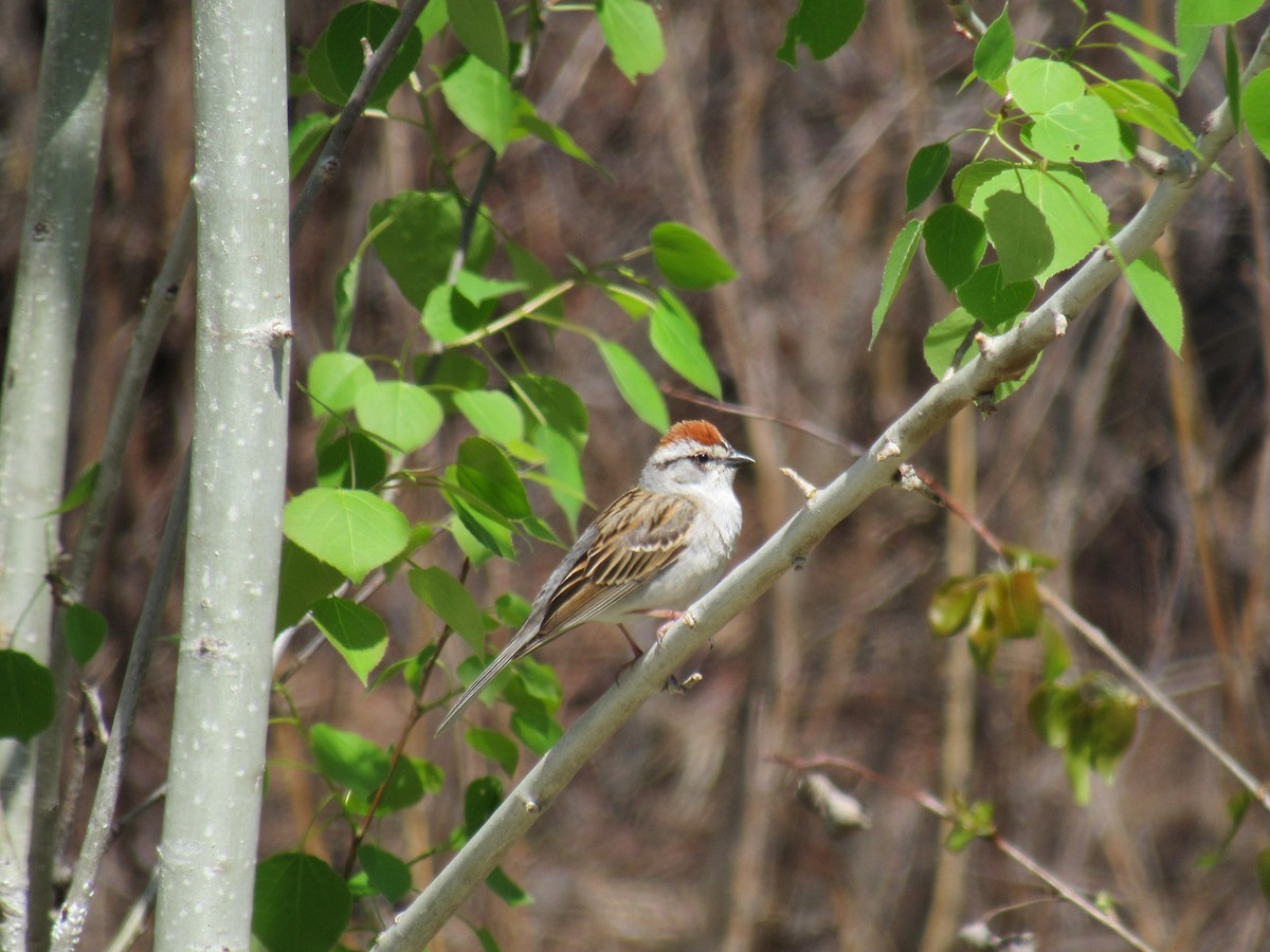 Chipping Sparrow - ML616735788