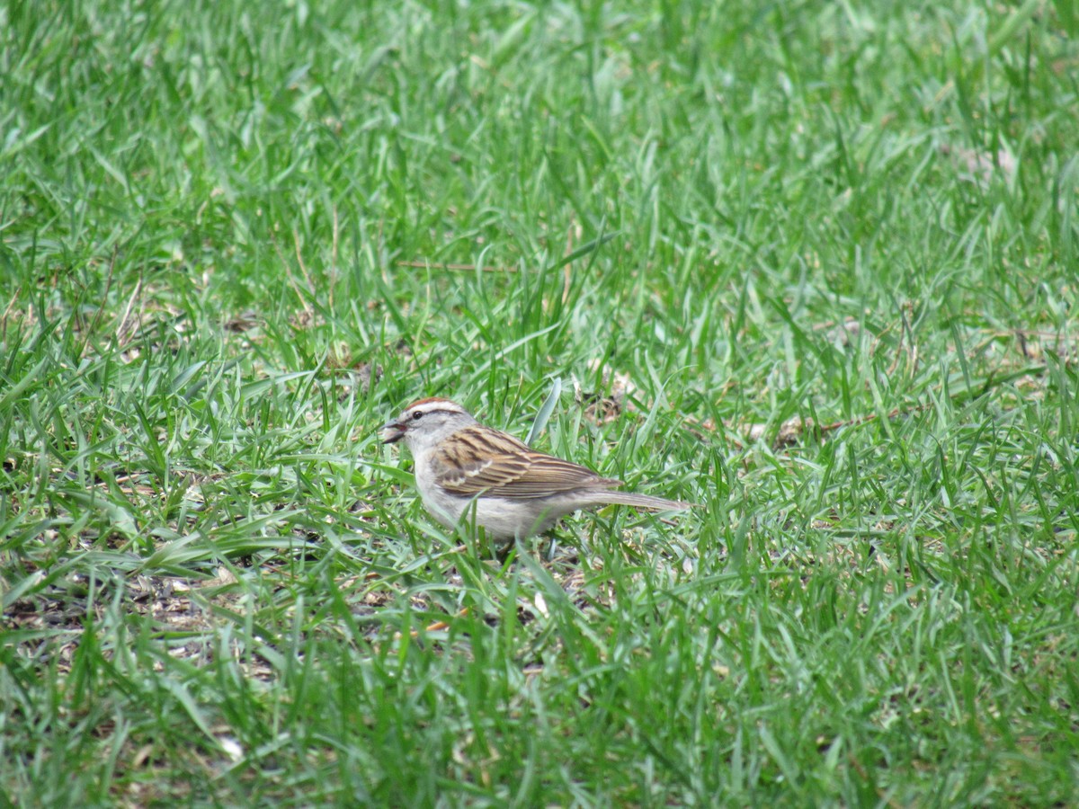 Chipping Sparrow - ML616735789