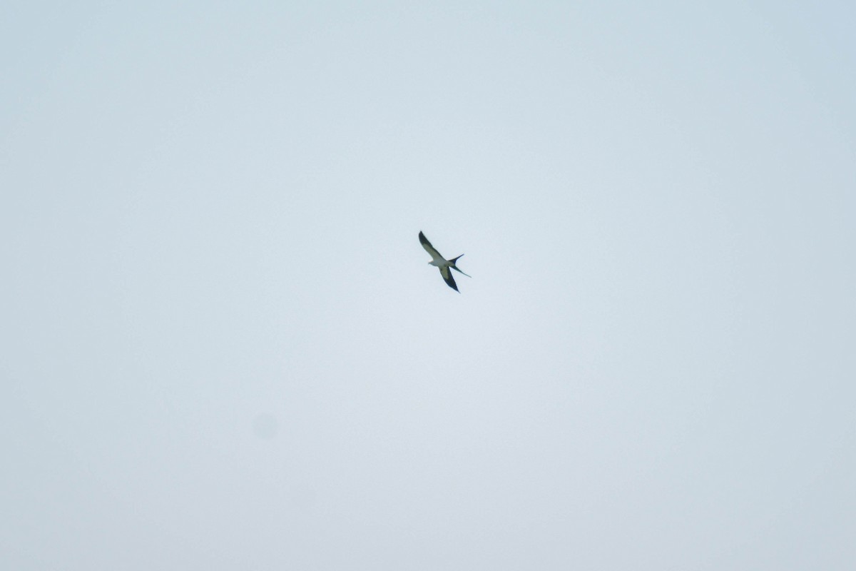 Swallow-tailed Kite - Emma Blackford