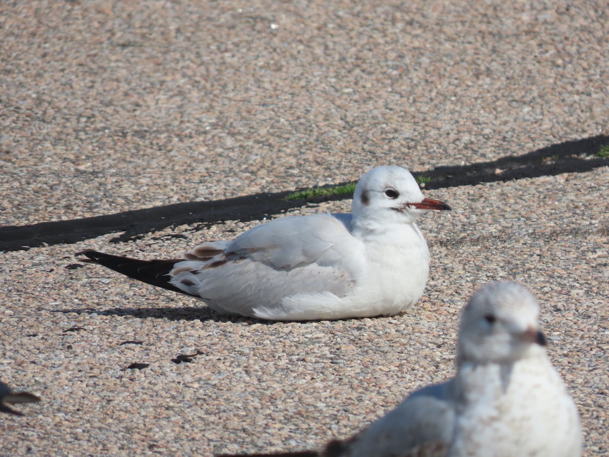 Mouette rieuse - ML616735814