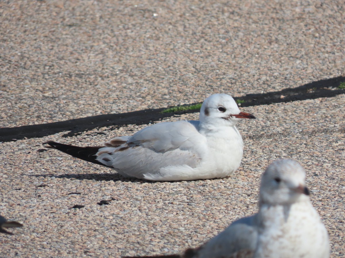 Black-headed Gull - ML616735814