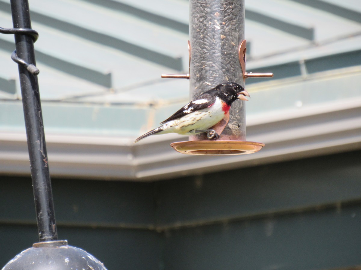 Rose-breasted Grosbeak - ML616735822