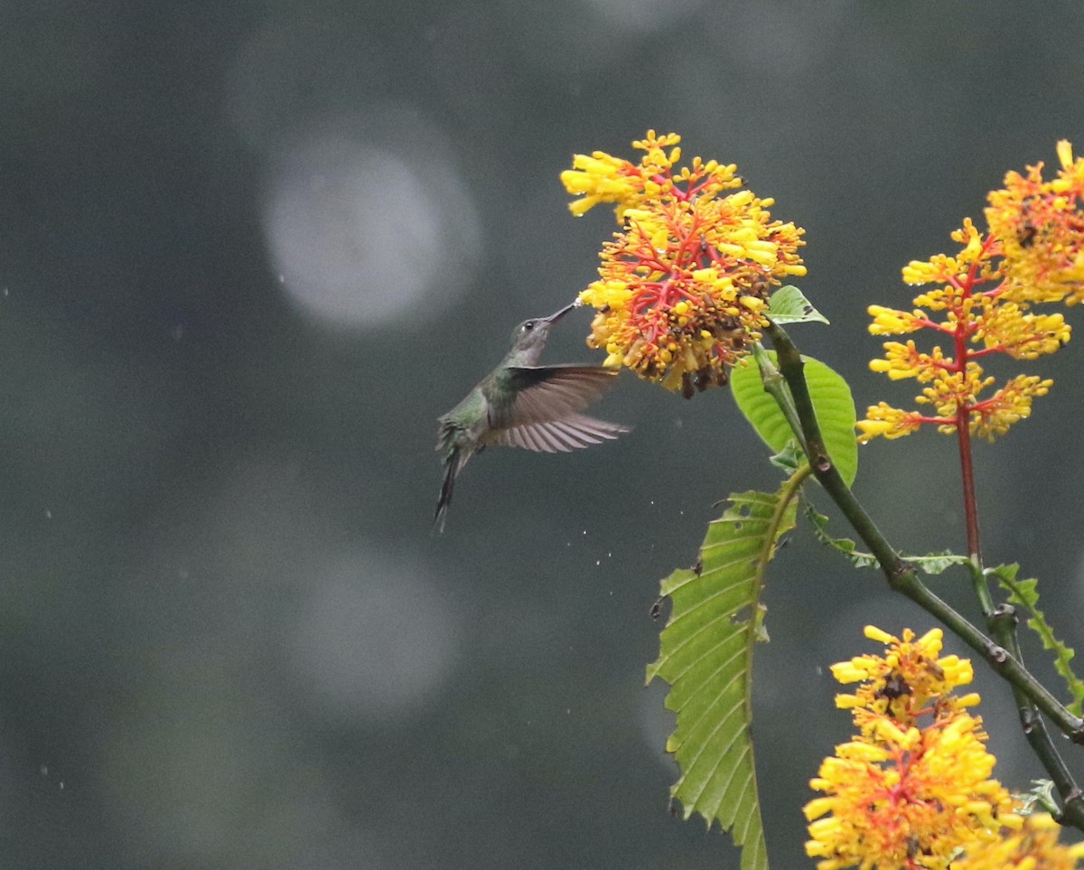 Gray-breasted Sabrewing - Andrew Vallely