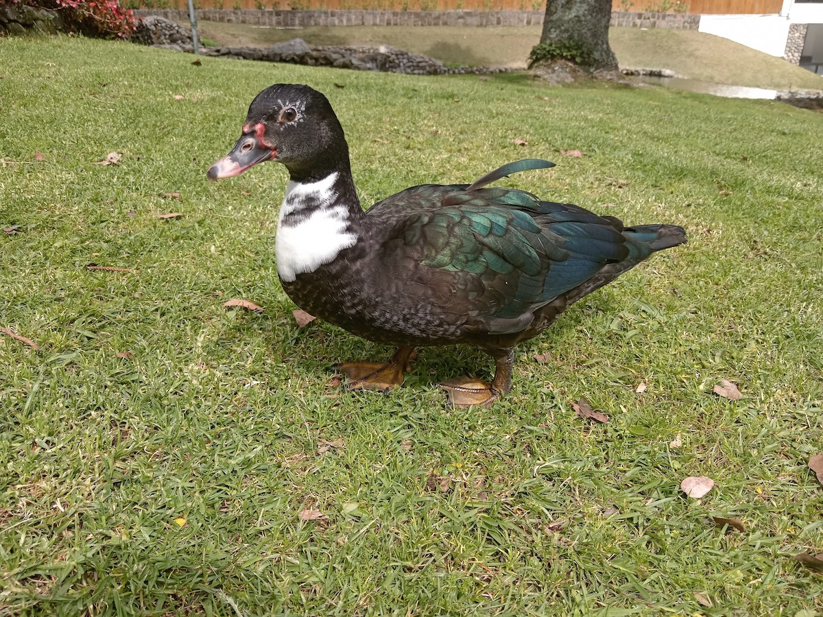 Muscovy Duck (Domestic type) - Student 13