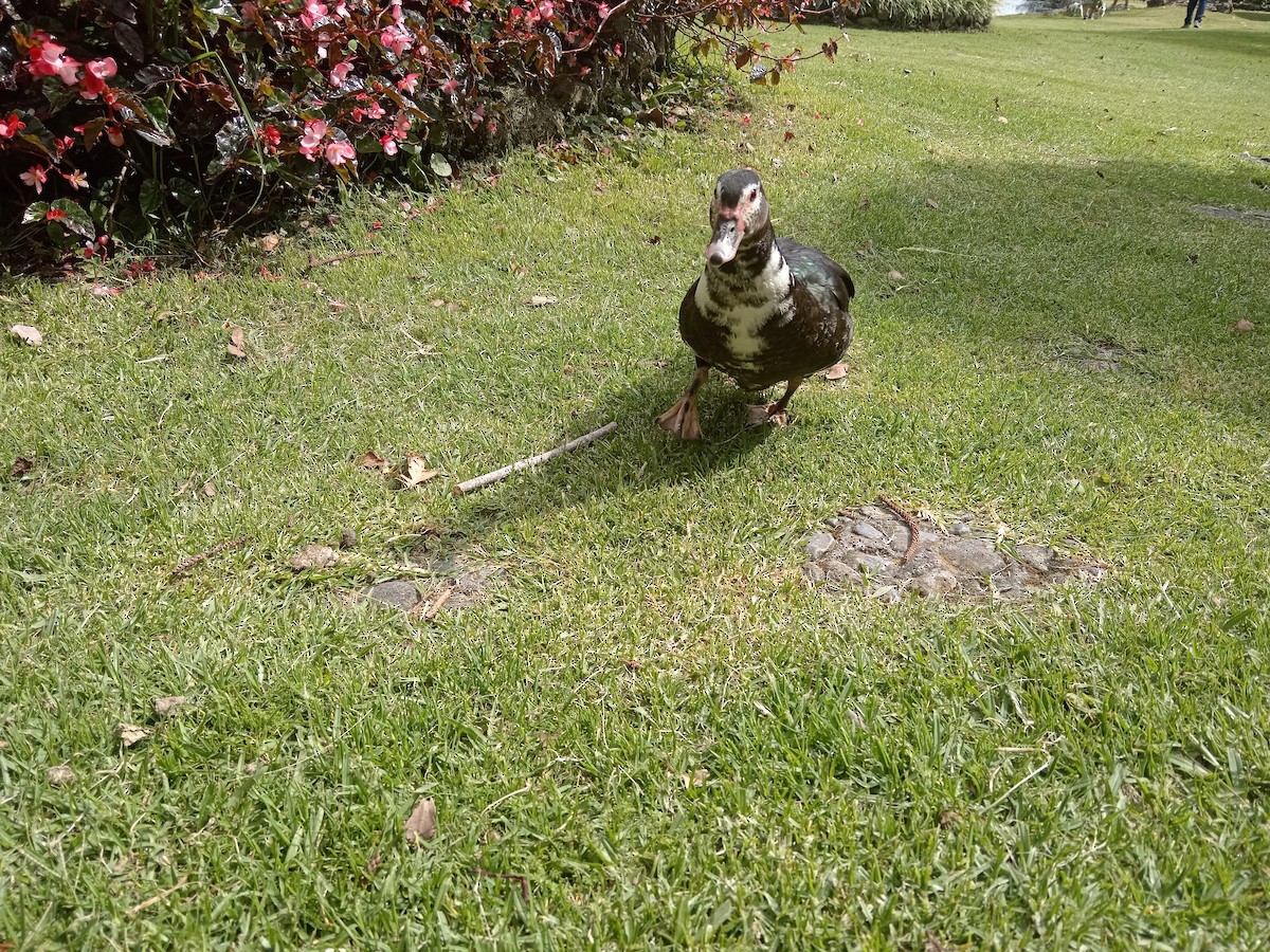 Muscovy Duck (Domestic type) - ML616735841