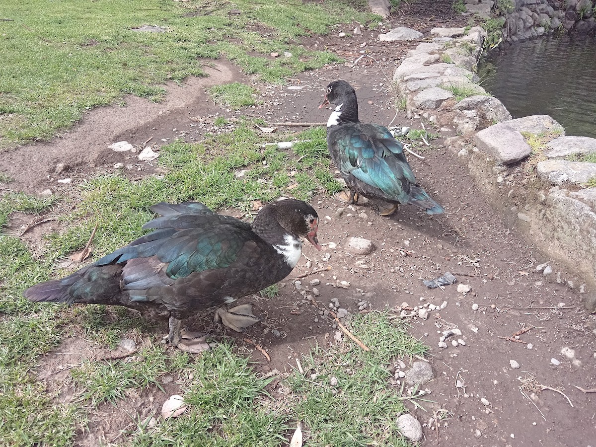 Muscovy Duck (Domestic type) - Student 13