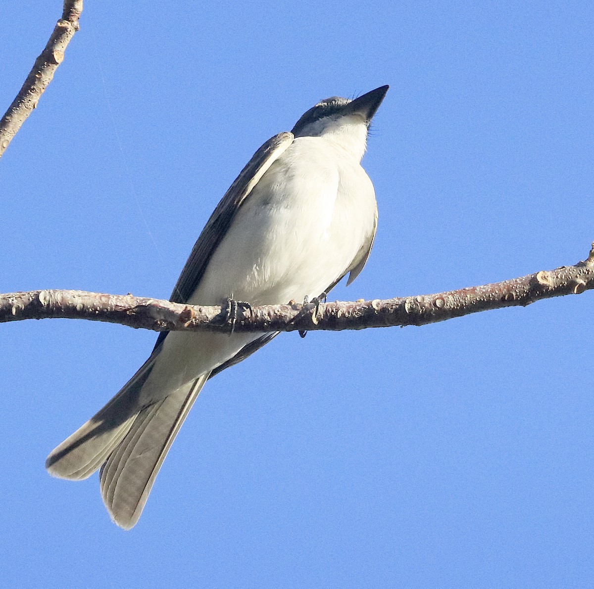 Gray Kingbird - ML616735844