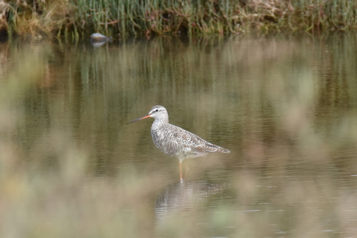 Spotted Redshank - ML616735854