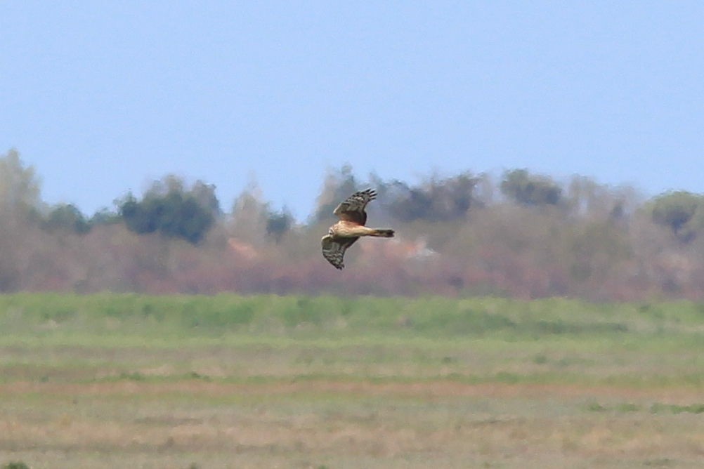 Hen Harrier - ML616735867