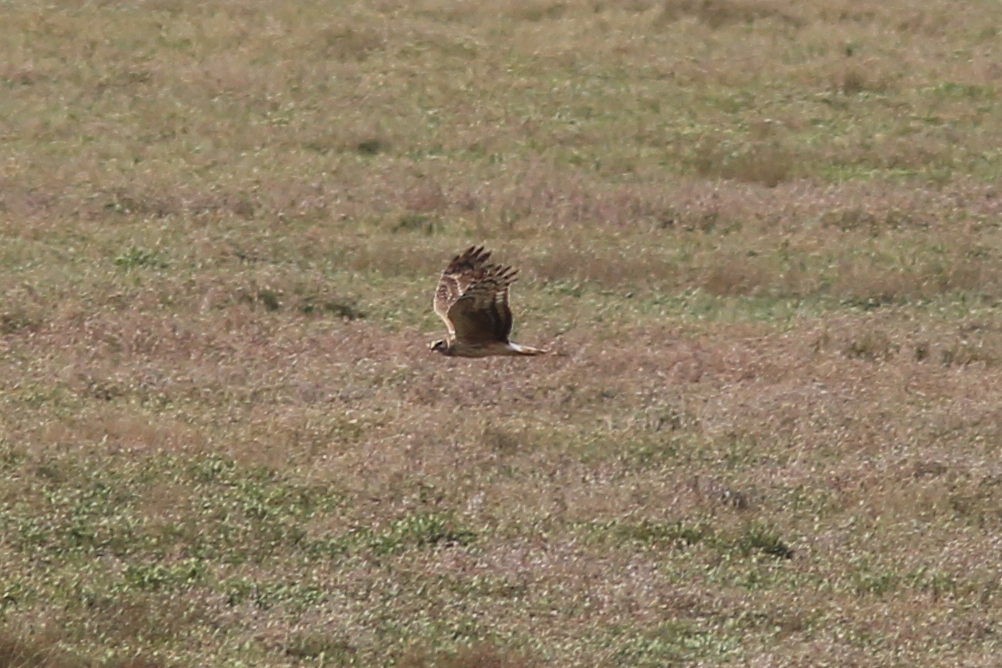 Hen Harrier - ML616735868