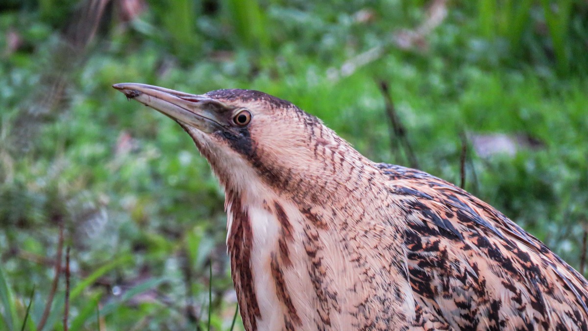 Great Bittern - Andres J.S. Carrasco