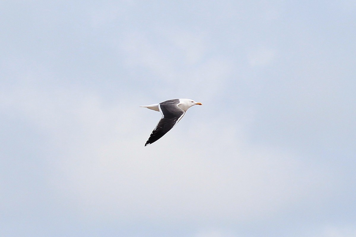 Lesser Black-backed Gull - ML616735902