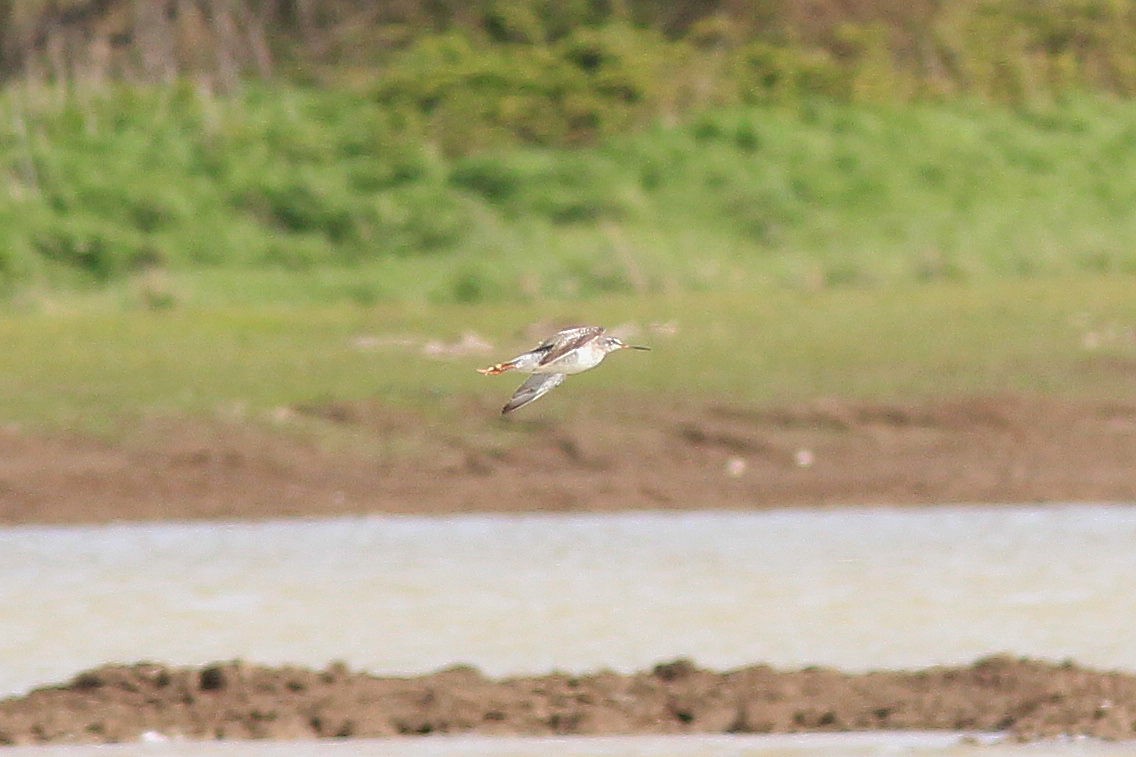 Spotted Redshank - ML616735914