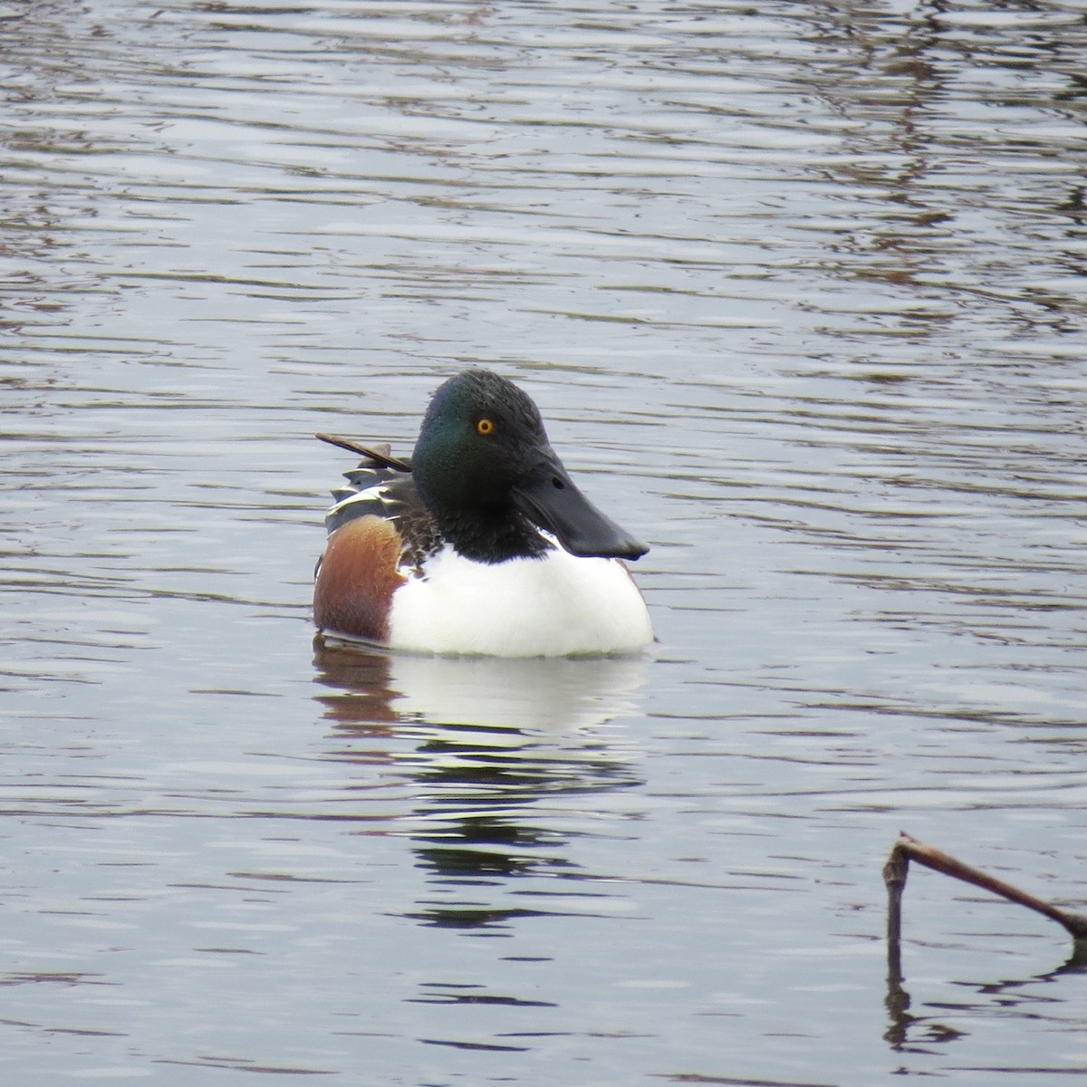 Northern Shoveler - Daniel Leger